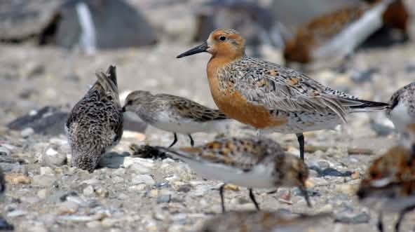 Zugvogel Red Knot