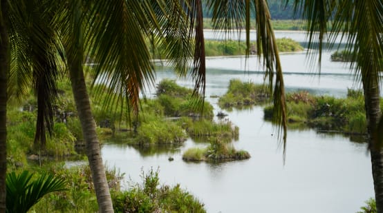 Blick auf das Ökosystem Paya Nie, Sumatra