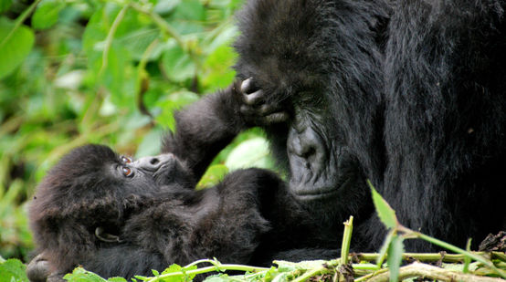 Gorilla-Mutter schmust mit Baby