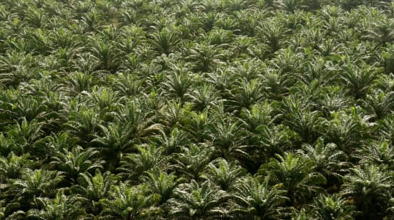 Blick auf Palmölplantage