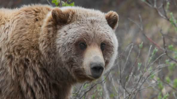 Grizzlybär