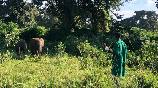 Elefantenwaisen in Tansania