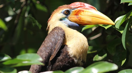 Hornvogel aus Sulawesi (Indonesien)