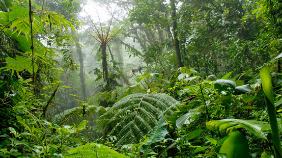 Nebelwald in Costa Rica