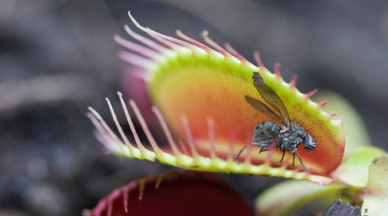 Fleischfressende Pflanze Venusfliegenfalle mit Fliege