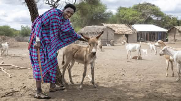 Massai-Mann mit Esel