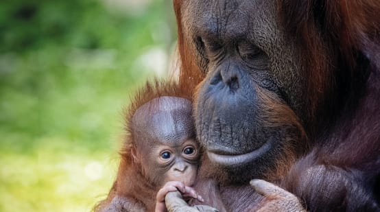 Orang-Utan-Mutter-Kind