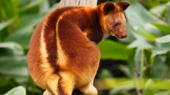 Baumkänguru in Papua