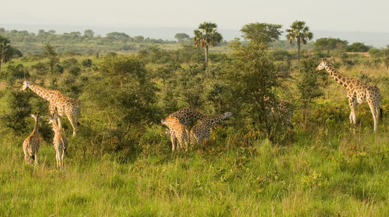 Giraffe in Murchison-Falls-Nationalpark, Uganda