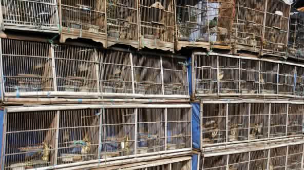 Vogelmarkt in Jakarta