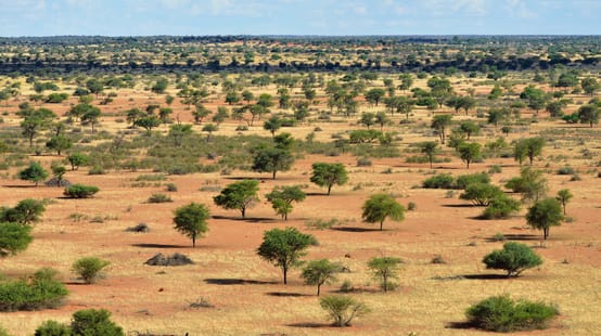 Busch-Landschaft in Namibia