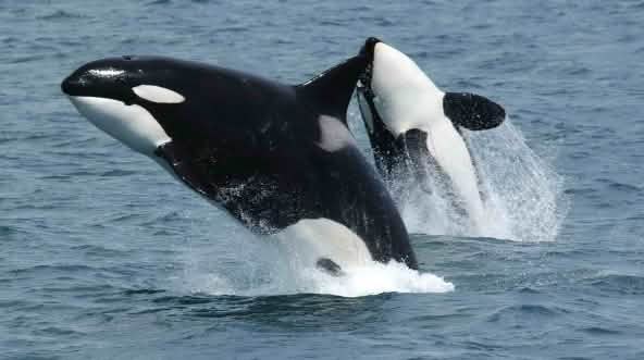 Zwei Orcas