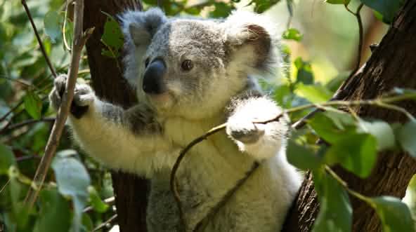 Koala auf Baum