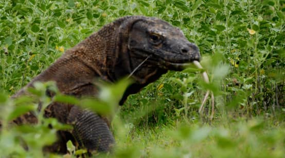 Komodowaran von nah