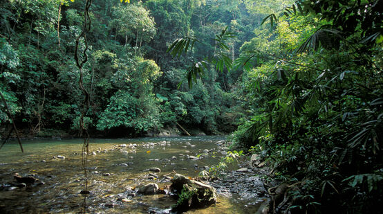 Regenwald im Gunung Leuser Nationalpark