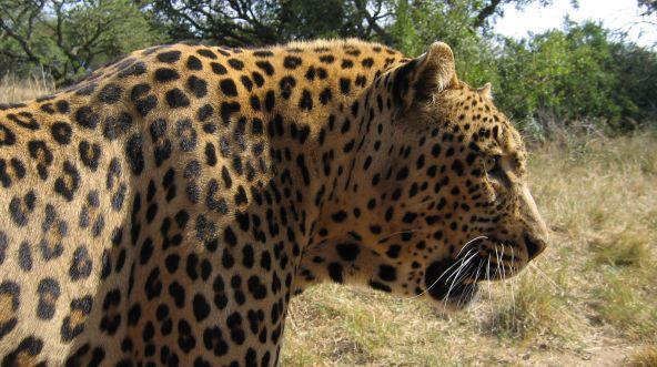 Leopard in Südafrika