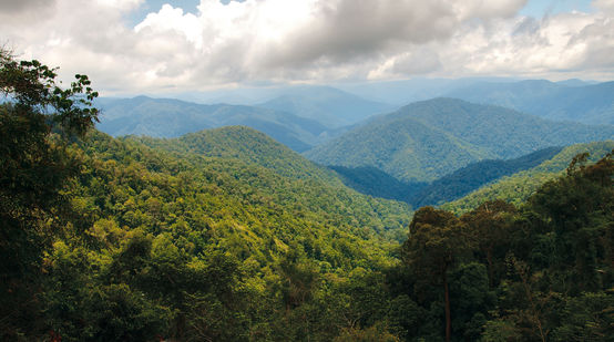 Regenwald im Leuser-Nationalpark