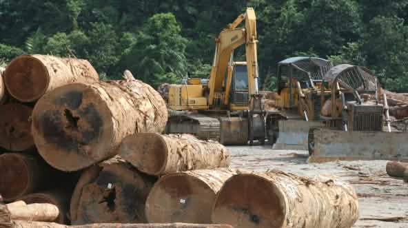 Holzeinschlag in Malaysia