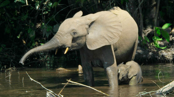 Waldelefant mit Jungem