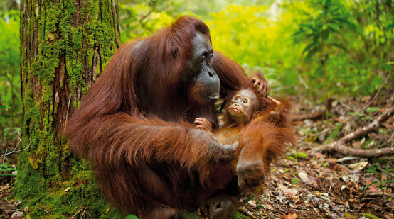 Orang-Utan mit Baby