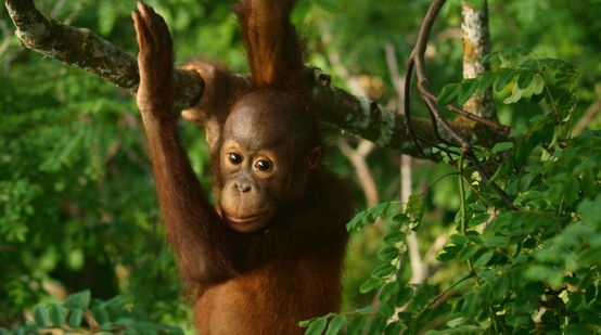 Orang Utan Baby im Regenwald.