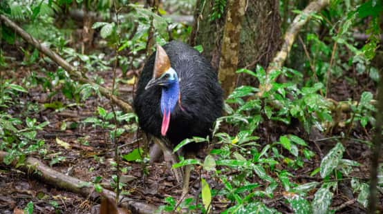 Kasuar im Daintree Regenwald, Australien