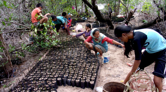 Baumschule für Mangroven