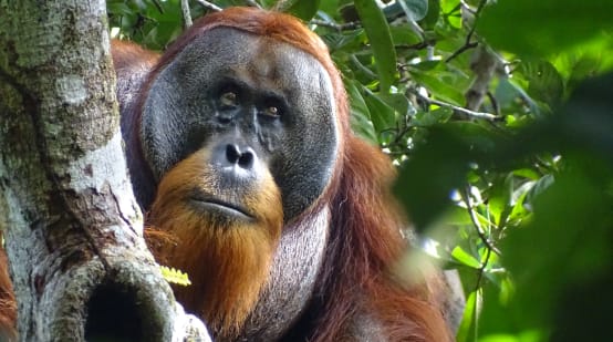 Orang-Utan mit Wunde, verheilt