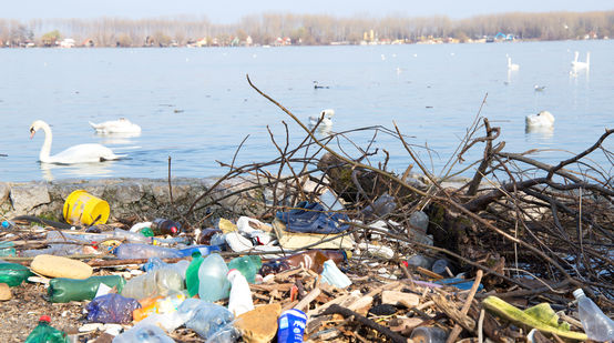 Plastikmüll am Strand der Donau und Schwäne auf dem Wasser