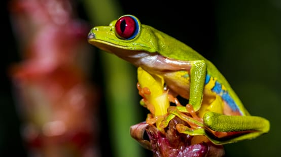 Ein farbenfroher Rotaugenlaubfrosch sitzt auf einer Blüte