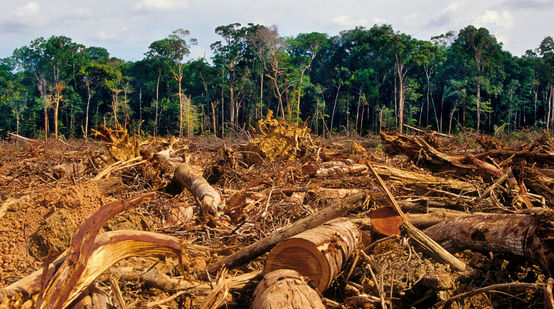 Regenwaldabholzung