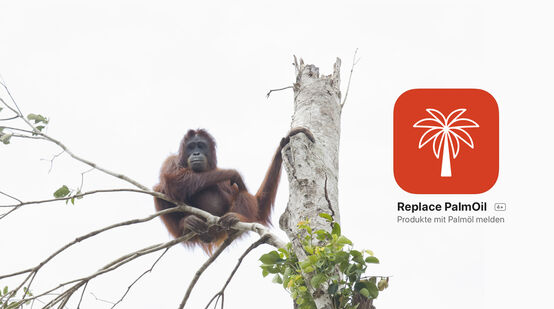 Collage: Orang-Utan in Baum + App Replace Palmöl