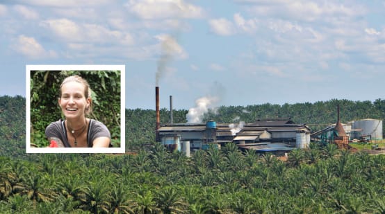 Collage: Maike Spengler + Palmölfabrik im Regenwald