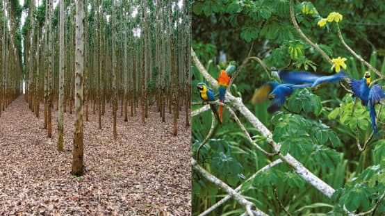 Collage Bamplantage vs Regenwald