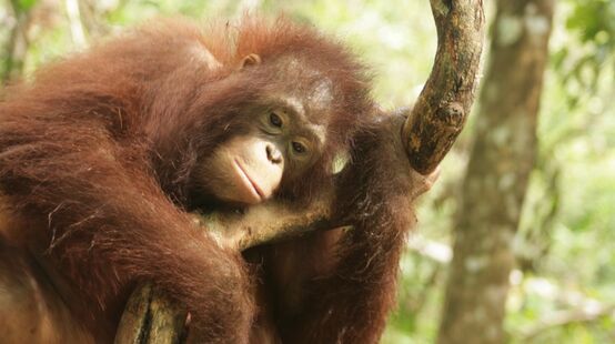 Orang-Utan in Zentralkalimantan (Borneo)