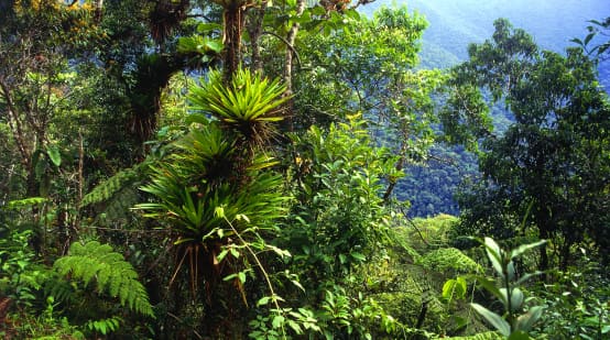 Regenwald, Tipuani