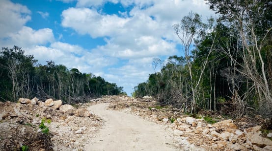 In den Regenwald für die Bahntrasse des Tren Maya geschlagene Schneise