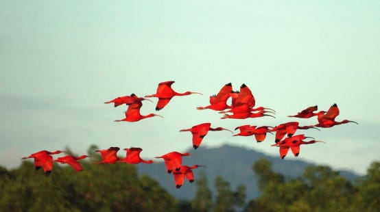 Eine Gruppe Scharlachsichler im Flug