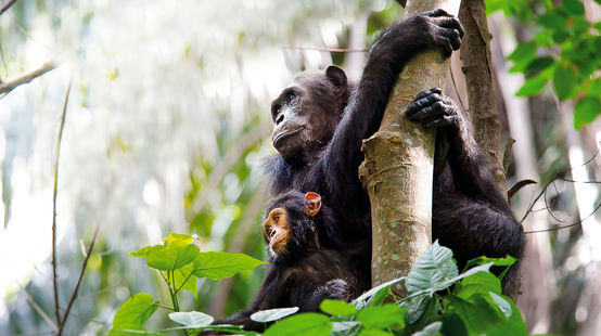 Schimpansenmutter mit Kind auf Baum, Tanzania