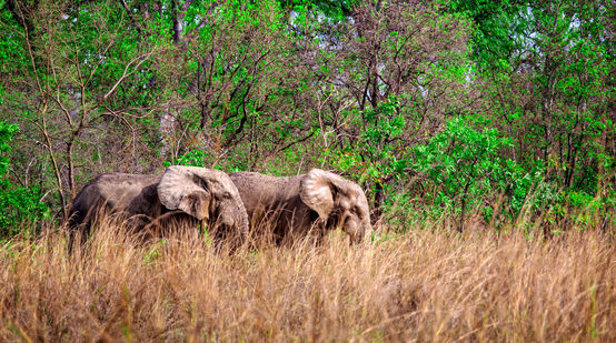 Afrikanische Elefanten im Mole Nationalpark, Ghana