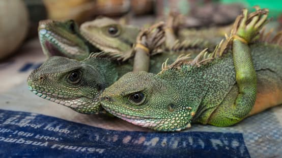 Grüner Leguan auf einem ländlichen Markt