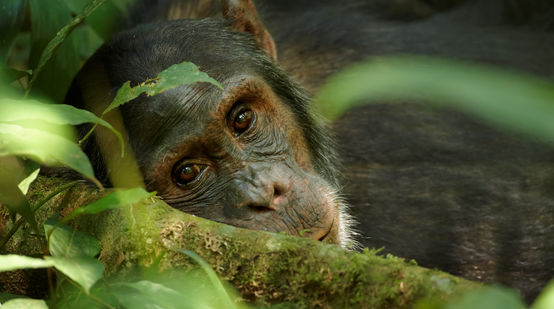Nahaufnahme eines alten Schimpansen in Uganda