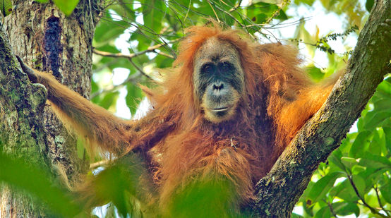 Pongo tapanuliensis