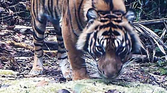 Kamerafallenbild Tiger