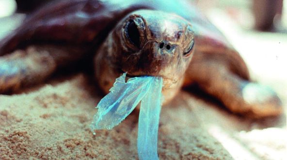 Schildkröte frisst Plastik