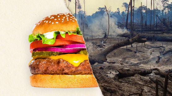 Ein geteiltes Foto – zur Hälfte ein Burger, zur Hälfte abgeholzter Regenwald