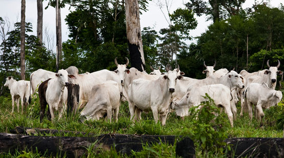 Viehzucht und Entwaldung in Amazonas Regenwald