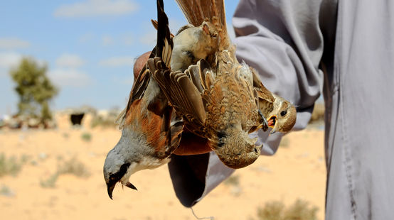 Vogelfang in Ägypten