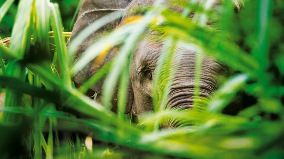Sumatras Waldelefant Gebüsch