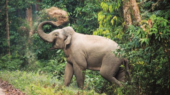 Asiatischer Elefant